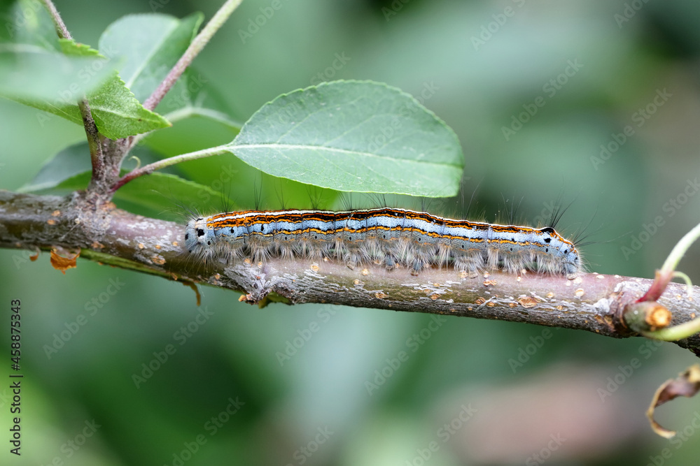 The lackey moth (Malacosoma neustria). Caterpillars can cause significant damage to apple, plum and other orchards. The lackey moth (Malacosoma neustria). Caterpillars can cause significant damage to apple, plum and other orchards.