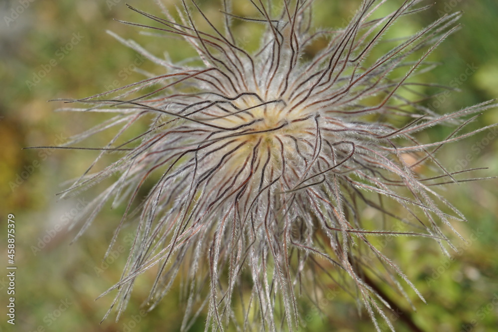 Fototapeta premium closeup of an hairy thistle in the grass