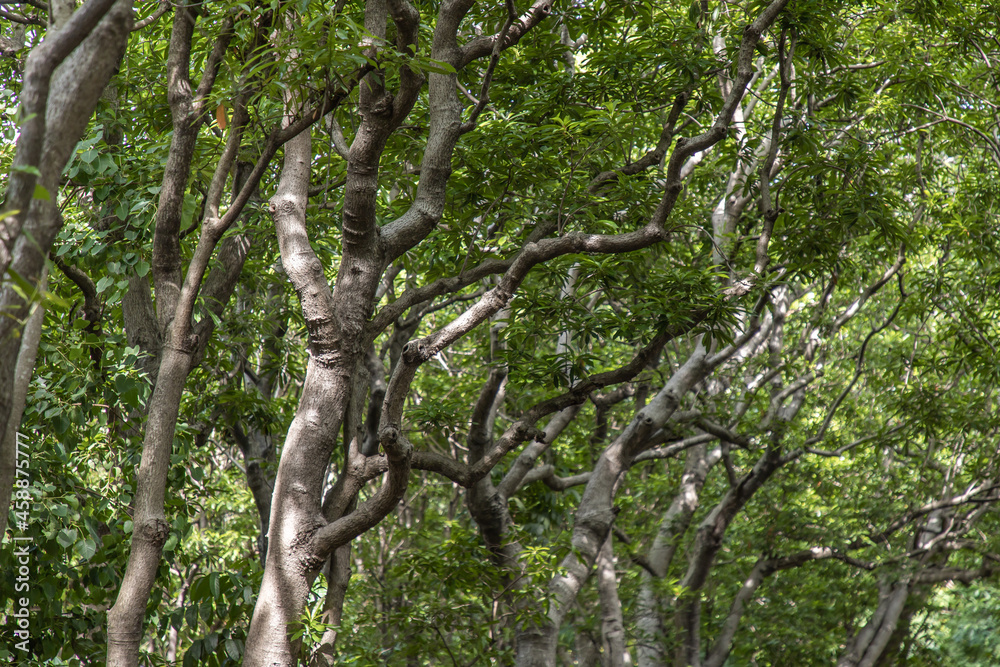 The sunlight shining through the leaves of the natural forest. The sunlight shining through the leaves of the natural forest.