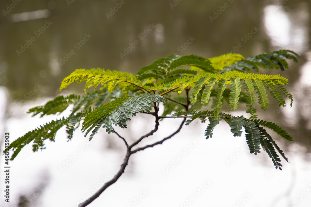 Young alder branch with green leaves stick out over the water. Nature background. Young alder branch with green leaves stick out over the water. Nature background.