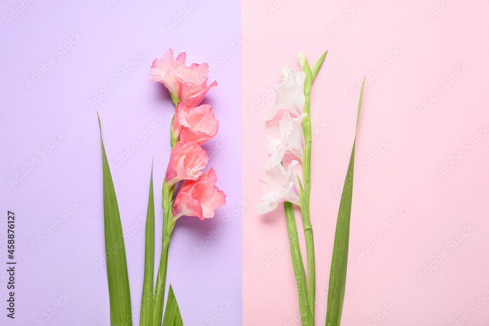 Fototapeta premium Gorgeous gladiolus flowers on color background
