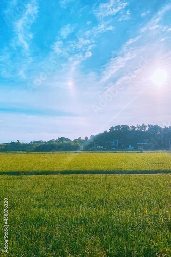 field and blue sky