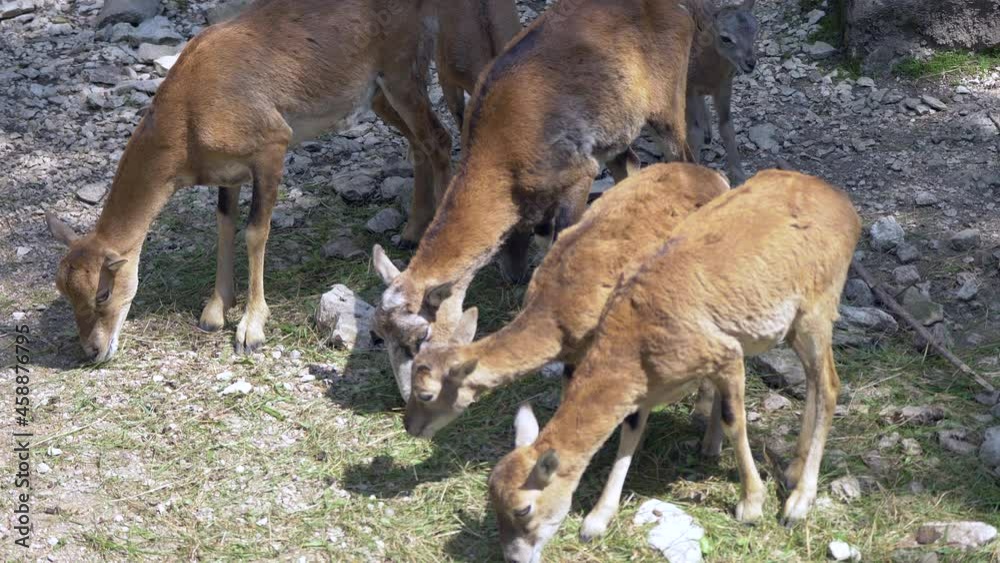 Close up of young Mouflons eating grass in rocky mountains during summer day - 4K Pro res high resolution shot Close up of young Mouflons eating grass in rocky mountains during summer day - 4K Pro res high resolution shot