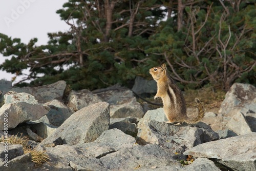Chipmunk on the rock at Rainier