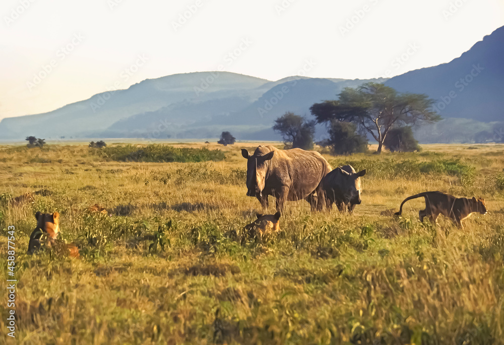 Rhinocéros blanc Ceratotherium simum et Lions au Masaï Mara Afrique Kenya