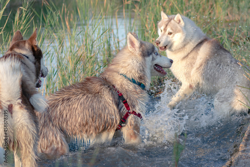 siberian Husky playing