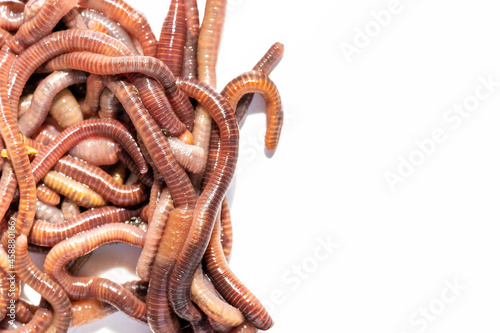Принти на полотні Earthworms on white background