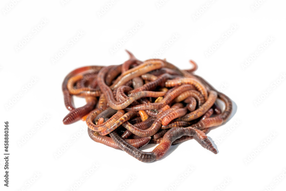 Earth worms isolated on white background. Earth worms isolated on white background.