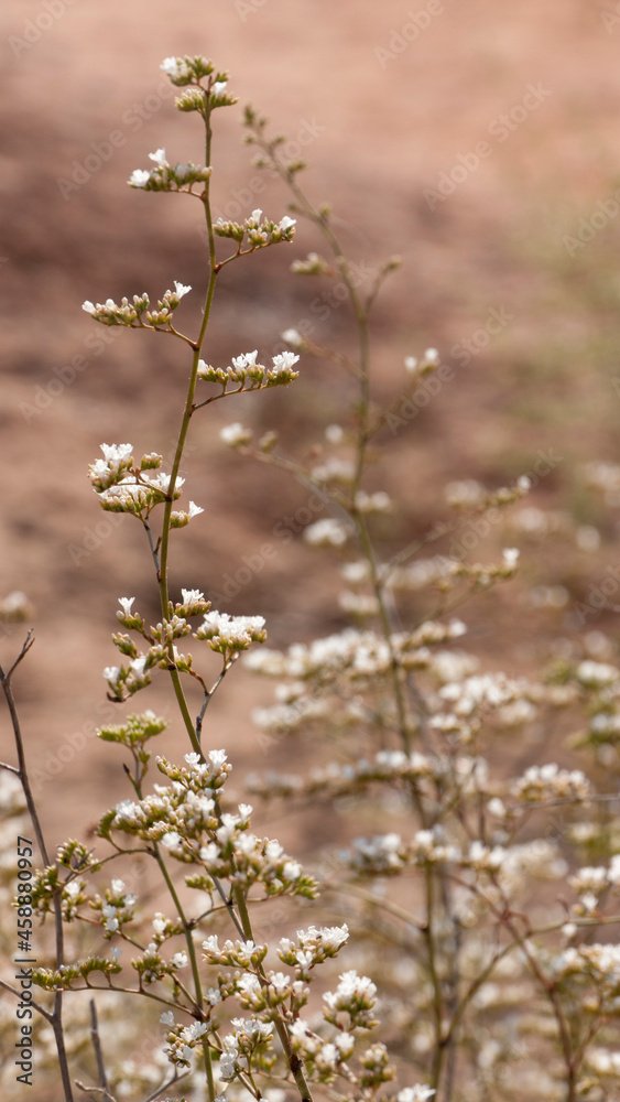 Flores blancas en arbustos silvestres secos 