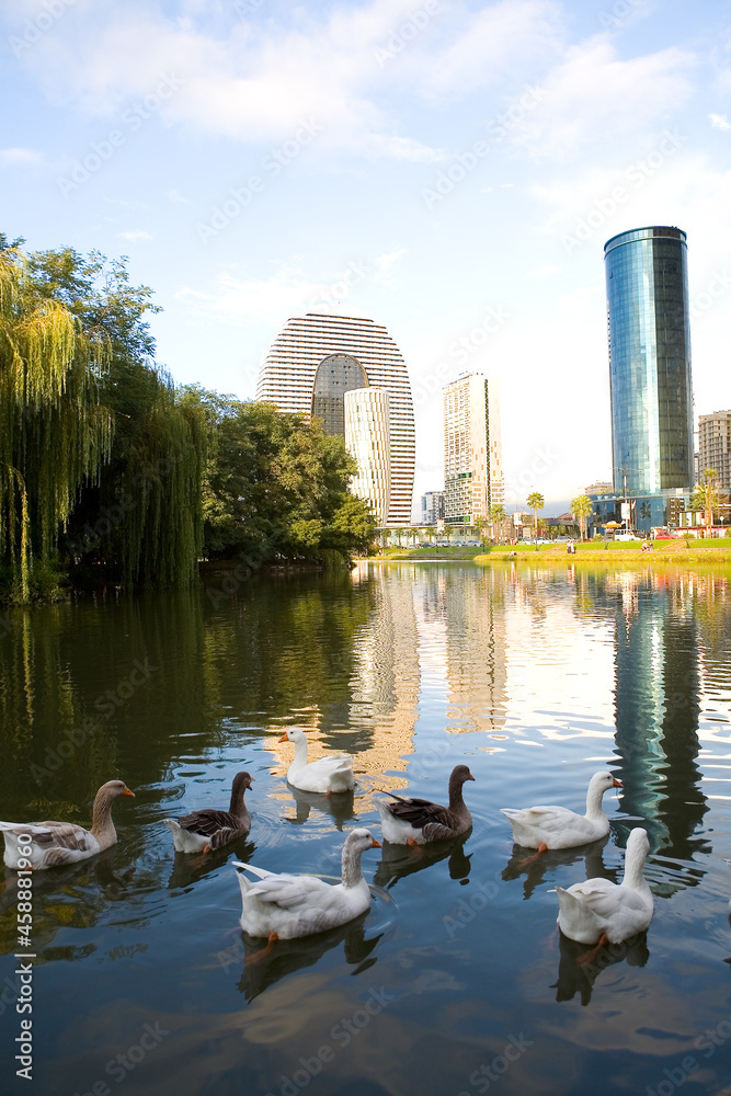 Geese swim in the city park against the background of modern buildings in Batumi.