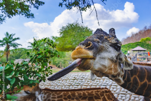 Close up of a Giraffe is eating some green leaf.   © czchampz