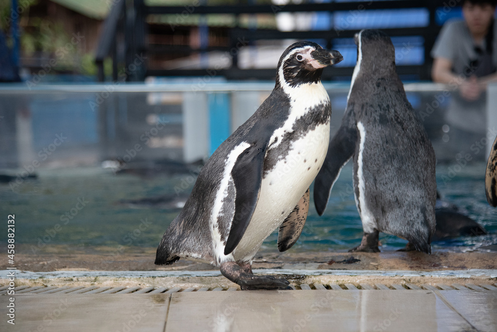Naklejka premium African adorable penguin or Spheniscus demersus also known as the jackass penguin and black-footed penguin. which stay in African.