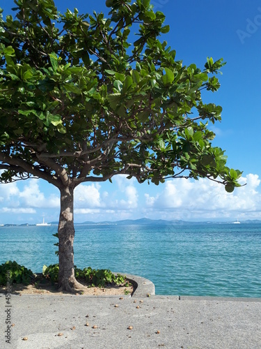 tree on the beach