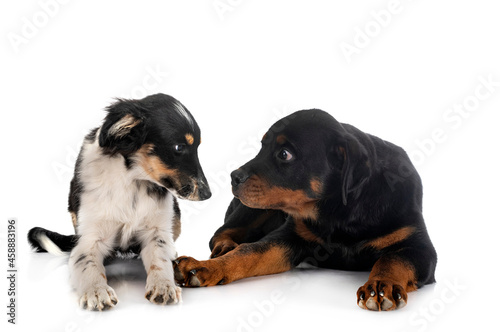 Miniature American Shepherd and rottweiler © cynoclub