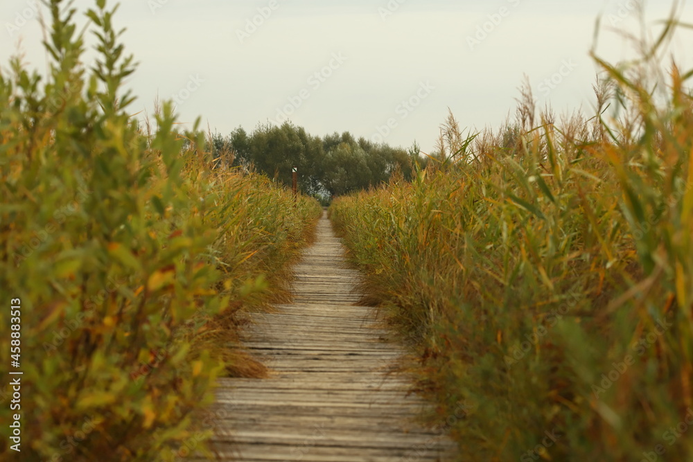 Fototapeta premium Bagna biebrzańskie, Długa luka, Tatarak, Sitowie