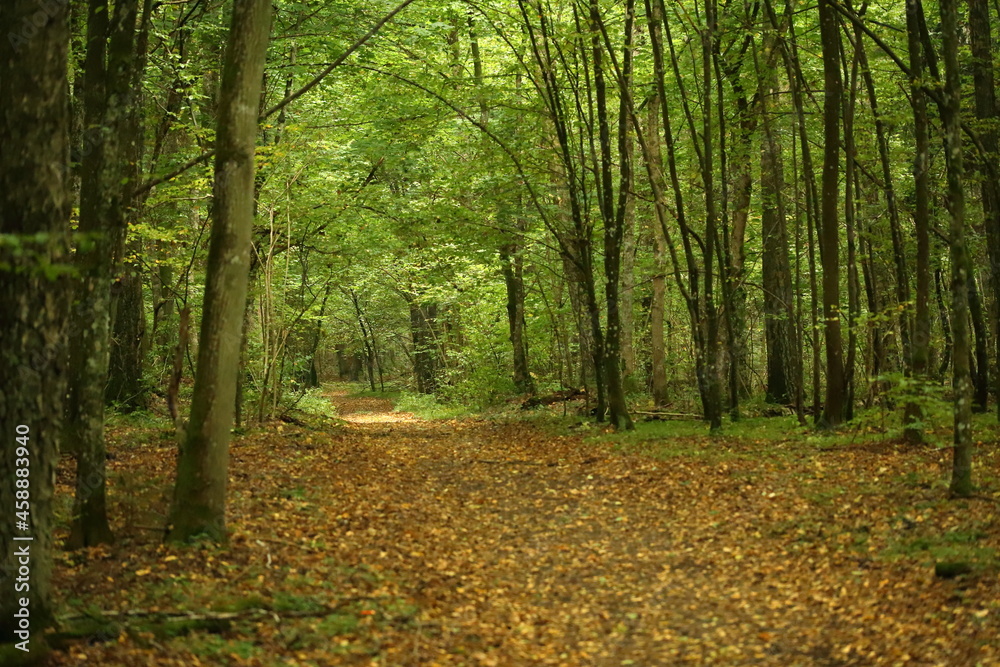 Obraz premium Dolina biebrzy, las, rzeka, rośliny