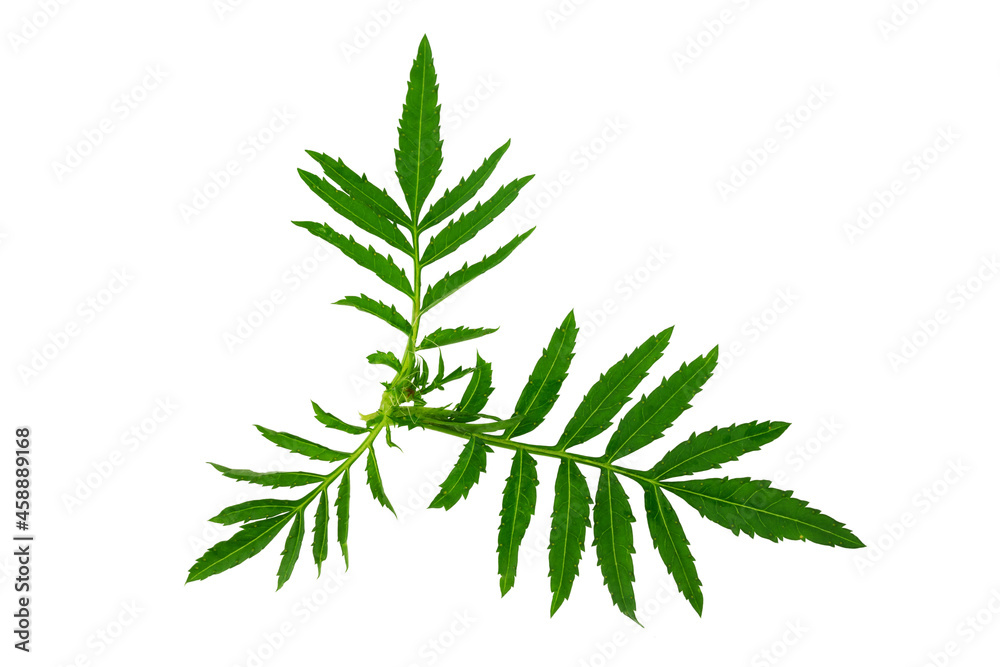 green leaves of marigolds, isolate on a white background green leaves of marigolds, isolate on a white background