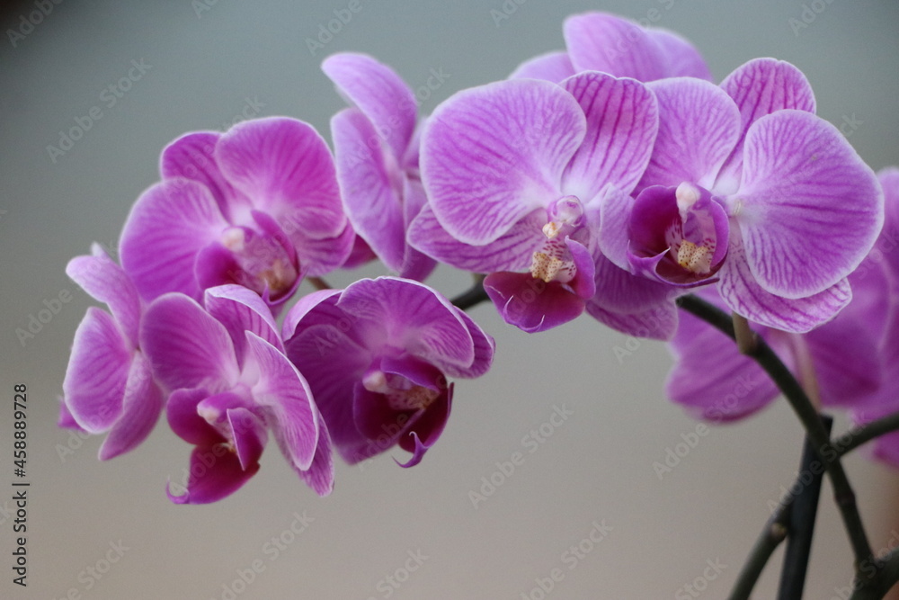 orchid, flower, pink, nature, purple, beauty, blossom, plant, phalaenopsis, bloom, petal, branch, tropical, spring, flora, flowers, decoration, floral, beautiful, orchids, stem, closeup, color, botany orchid, flower, pink, nature, purple, beauty, blossom, plant, phalaenopsis, bloom, petal, branch, tropical, spring, flora, flowers, decoration, floral, beautiful, orchids, stem, closeup, color, botany