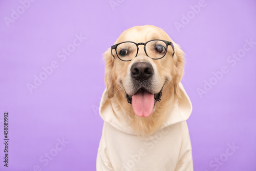 The dog in glasses and in a white sweatshirt sits on a purple background. The Golden Retriever is dressed as a programmer or student.