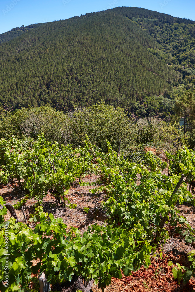 Ribeira sacra terrace vineyards and Sil river canyon in Galicia