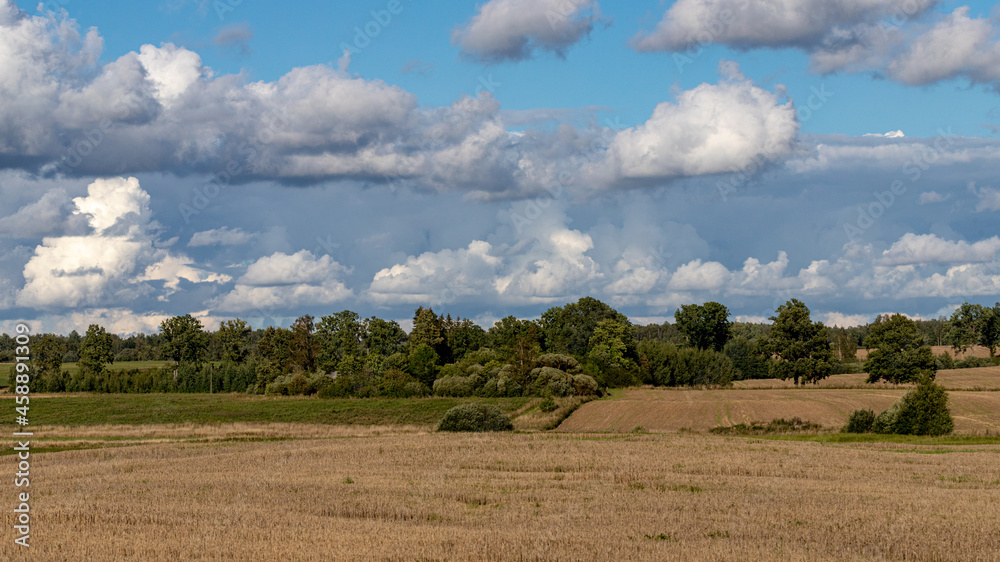 boring beautiful summer landscape with a wild field in the foreground and a pine forest in the background. Beautiful clouds. Natural landscape. Environmental concept boring beautiful summer landscape with a wild field in the foreground and a pine forest in the background. Beautiful clouds. Natural landscape. Environmental concept