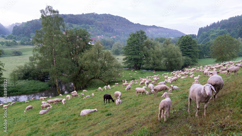Weide, Ziegen und Schafe