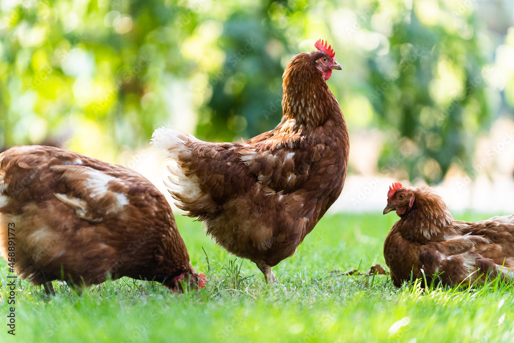 Fototapeta premium Rooster and chickens in the farmyard