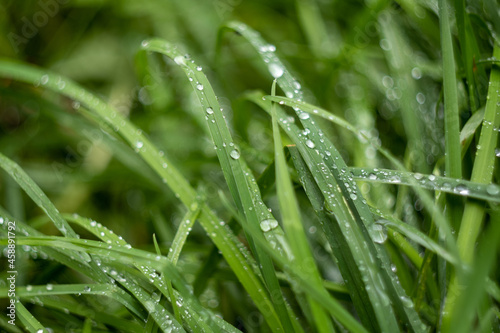 raindrops on green grass, wallpaper, minimalism