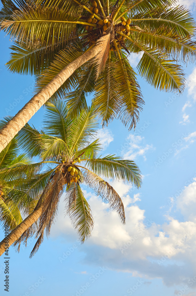 Looking up at coconut palm trees against the blue sky.