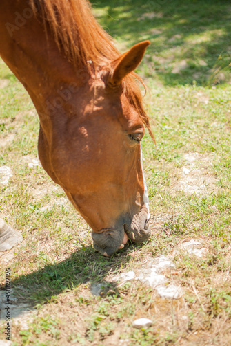 a horse grazes in a meadow