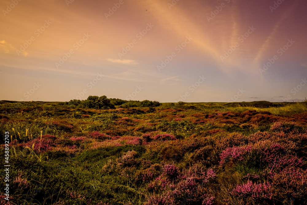 Texel, Netherlands. September 2021. Flowering heather on the island of Texel. Texel, Netherlands. September 2021. Flowering heather on the island of Texel.
