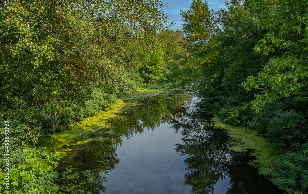 A small river with calm waters and flowering water lilies along the banks flows in a wooded area. Beautiful nature.