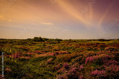 Texel, Netherlands. September 2021. Flowering heather on the island of Texel.