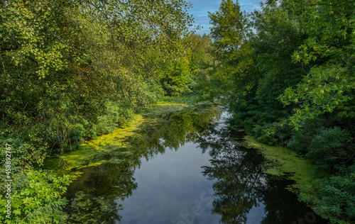 A small river with calm waters and flowering water lilies along the banks flows in a wooded area. Beautiful nature.