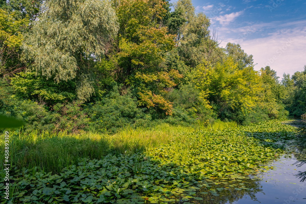 A small river with calm waters and flowering water lilies along the banks flows in a wooded area. Beautiful nature.