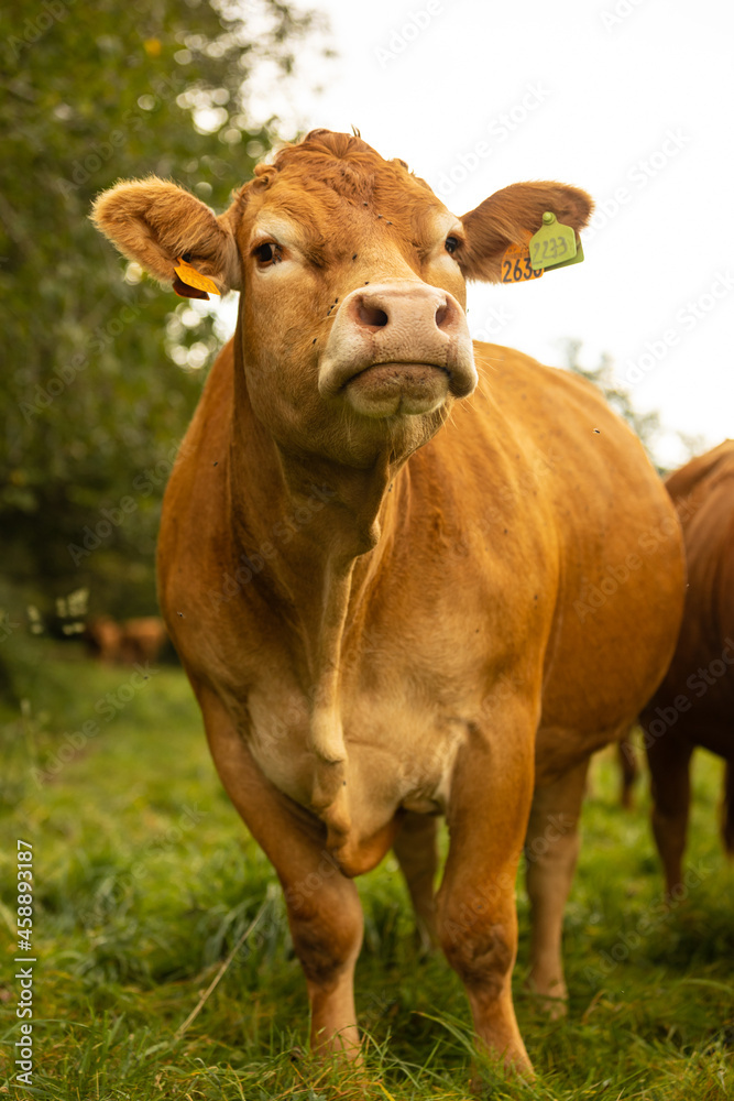 Aubrac cattle France