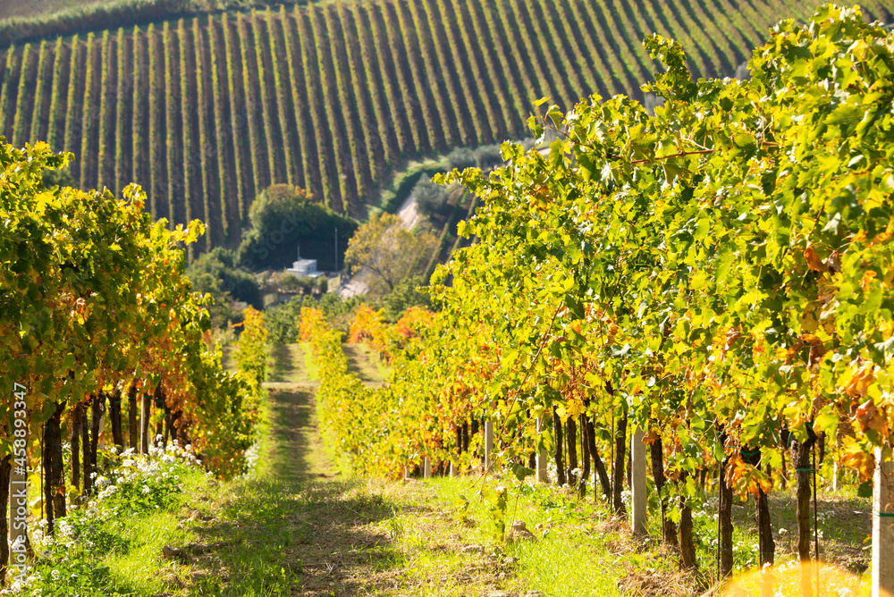 Vineyard in fall, autumn landscape with colorful fogliage