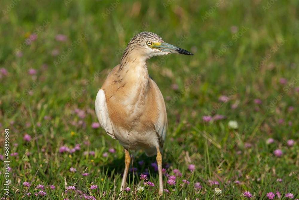 Fototapeta premium Squacco Heron (Ardeola ralloides) hunting on the grass