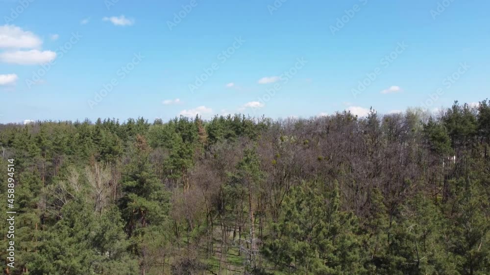 Section of pine forest, aerial view while descending down