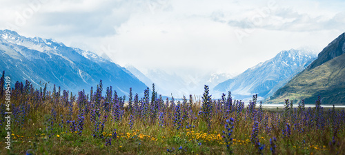 Panorama view of Hooker Valley with purple and yellow wild flowers blooming, Mt Cook National Park, South Island.