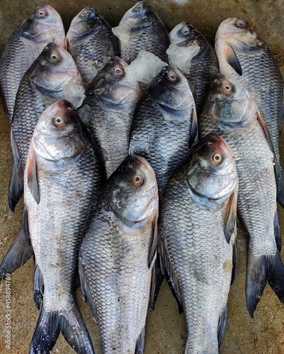 freshly harvested big catla indian carp fish arranged in row in indian fish market for sale