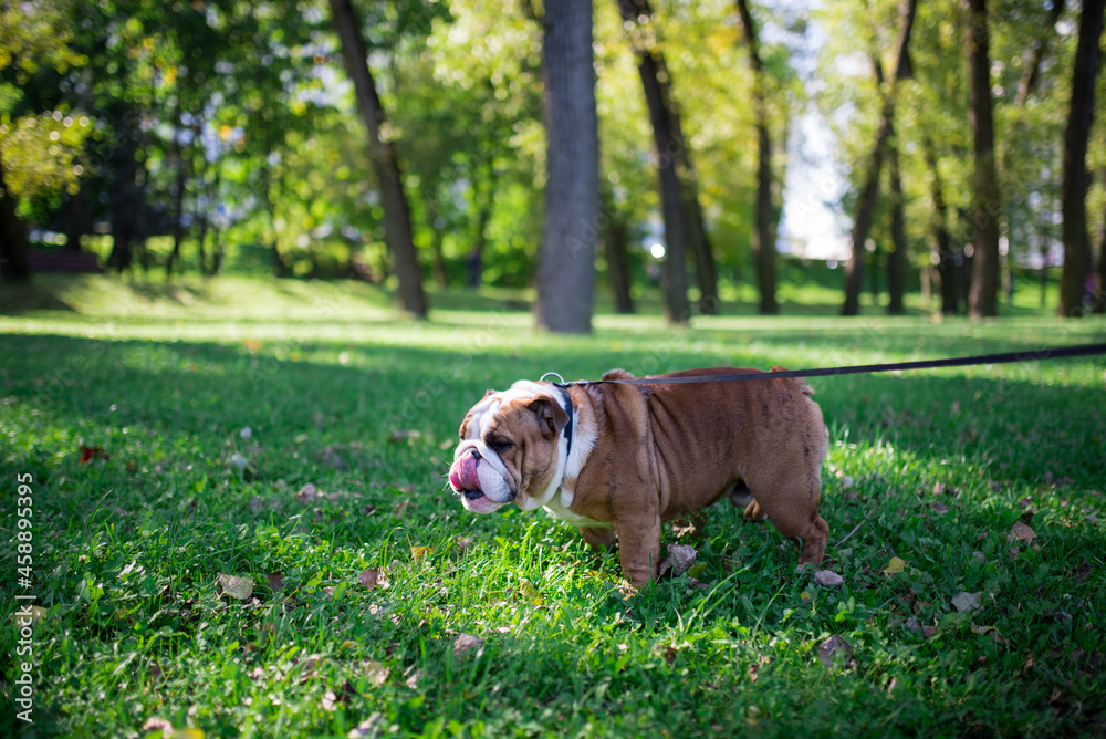 dog in the grass