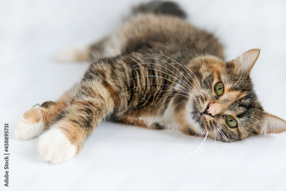 The tricolor cat lies and waits. On a white background The tricolor cat lies and waits. On a white background