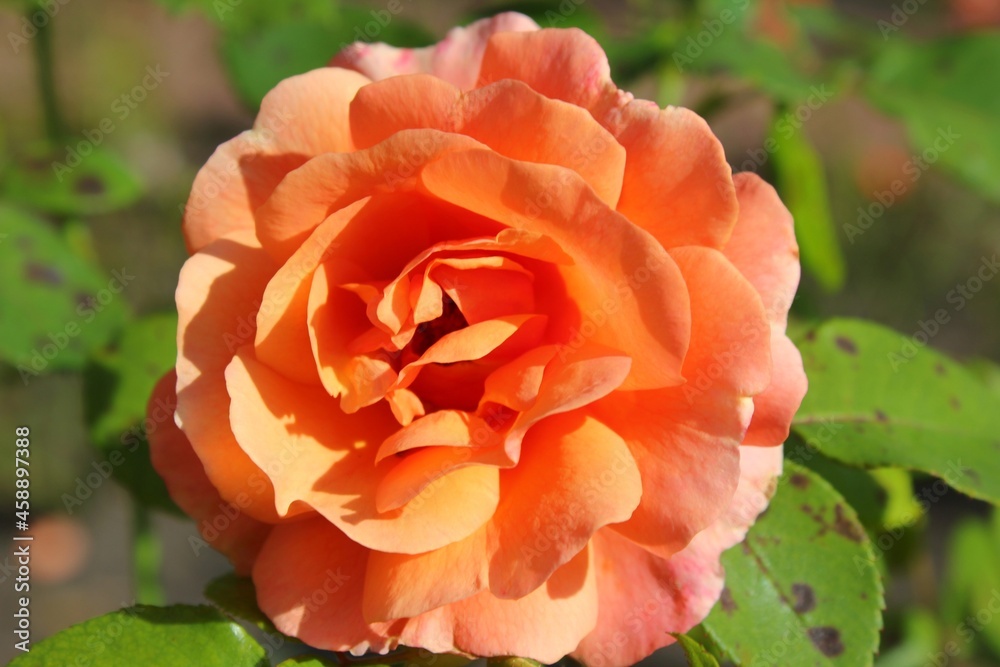 orange rose in garden orange rose in garden