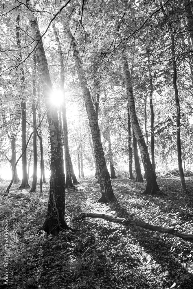 Fototapeta Wald (s/w)