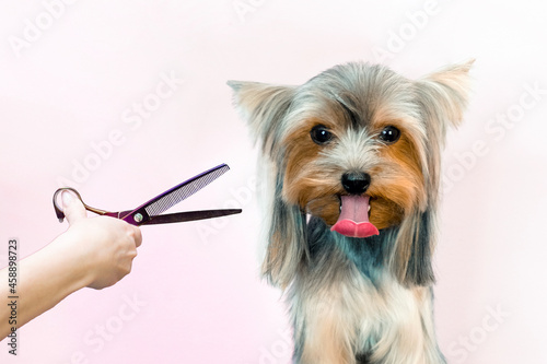 groomer working in salon, making haircut at pet salon.