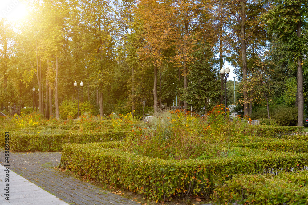 Trimmed fences in autumn, hedges in landscape park with bench. Early autumn green natural landscape park background