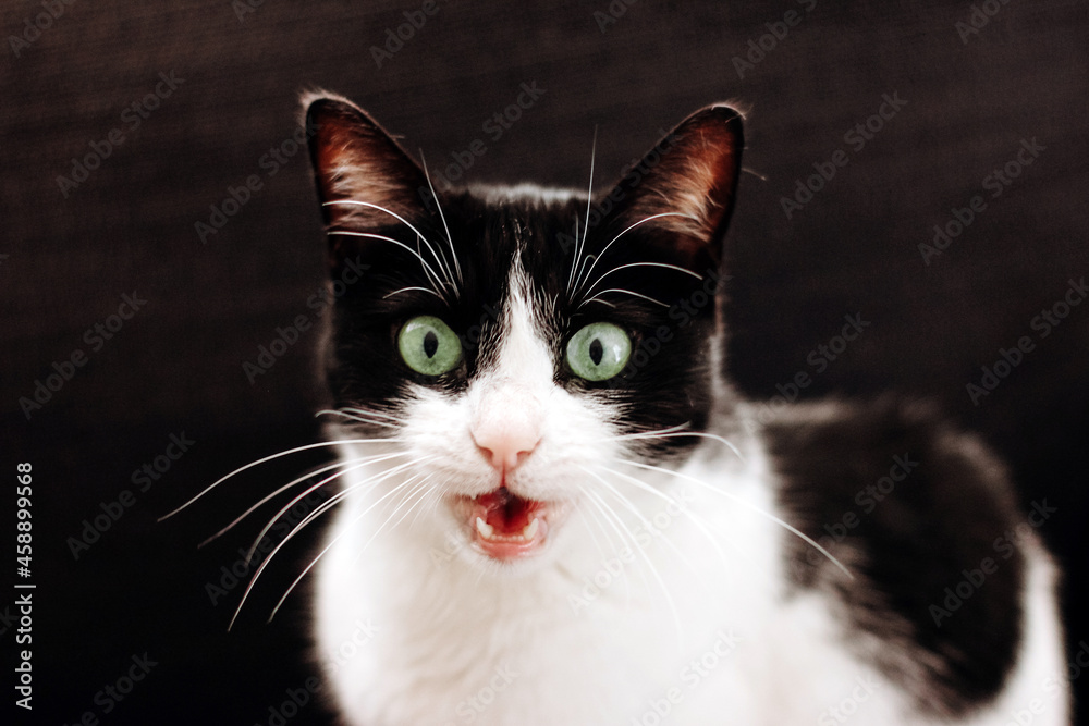 Funny black and white cat with green eyes and open mouth. Talking cat