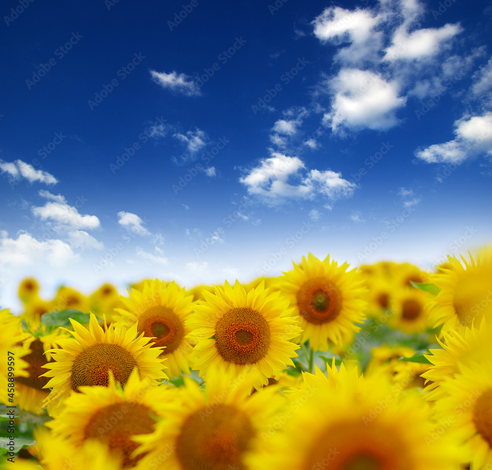 field of blooming sunflowers field of blooming sunflowers