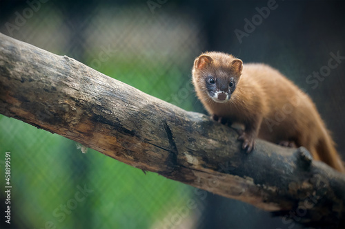 Siberian weasel (Mustela sibirica) or kolonok is a medium-sized weasel native to Asia. Wild animal. Close up portrait in natural environment photo